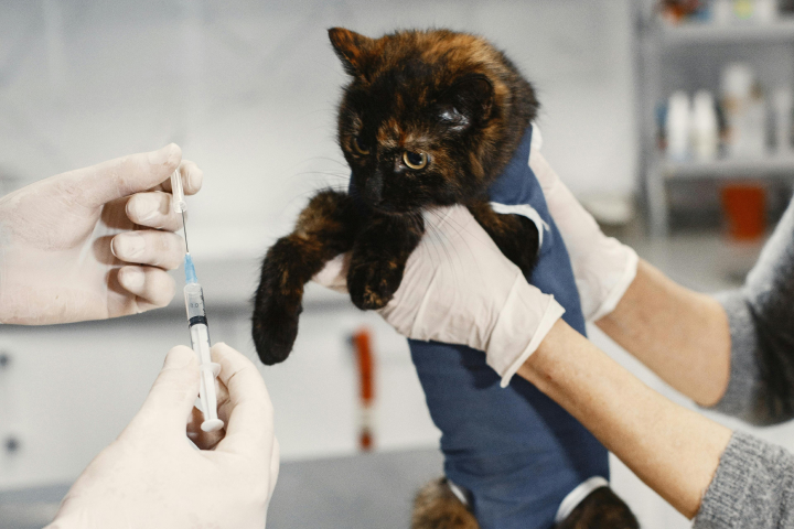 Cat getting vaccinated